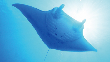 モルディブ～マンタの舞う海へ～