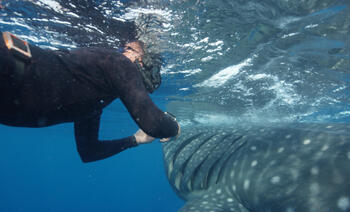 8月月曜はサメ特集！
