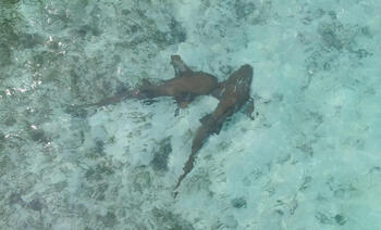 8月月曜はサメ特集！