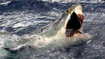 8月月曜はサメ特集！