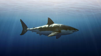 8月月曜はサメ特集！