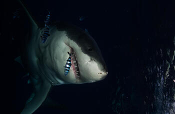 8月月曜はサメ特集！