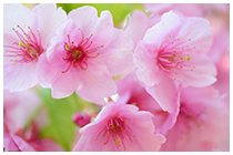 すてきな写真旅 第1回「花薫る伊豆！河津桜と春の絶景」