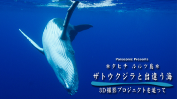 タヒチ・ルルツ島　ザトウクジラと出逢う海　3D撮影プロジェクトを追って