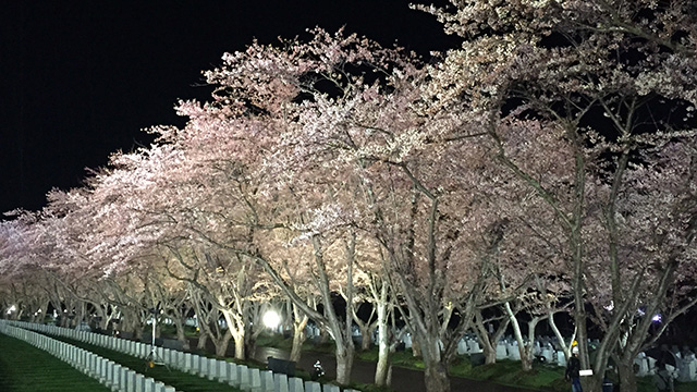 北の大地 さくら物語～春への想いを紡ぐ 塩狩峠・旭山・厚田の桜守～