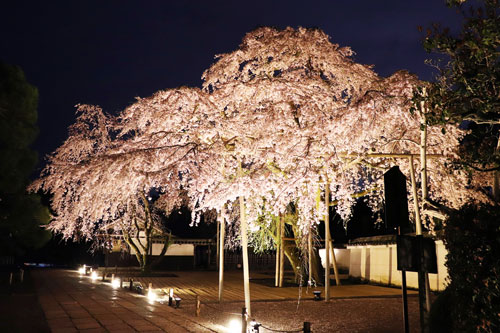 三宝院太閤 しだれ桜