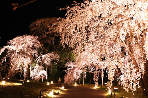 霊宝館庭園の桜