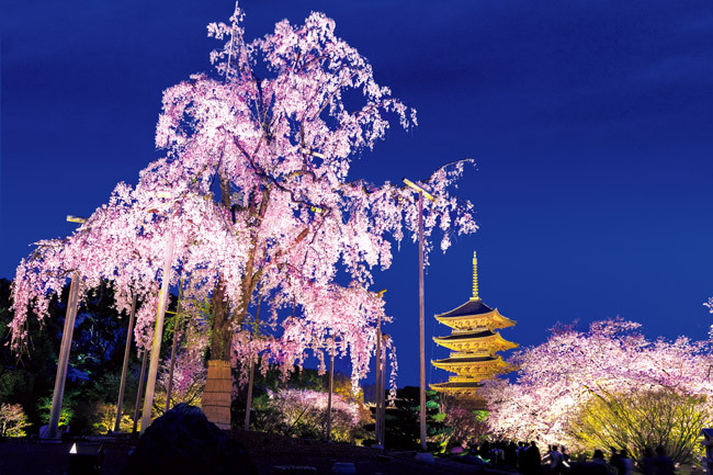 東寺の桜