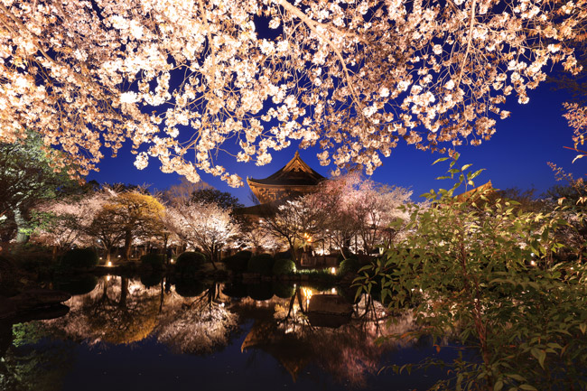 東寺の桜