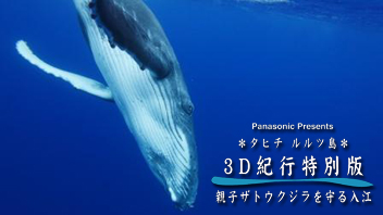 3D紀行年末特別版「タヒチ・ルルツ島　親子ザトウクジラを守る入江」