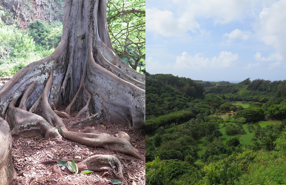 マクブライド&アラートンガーデン
