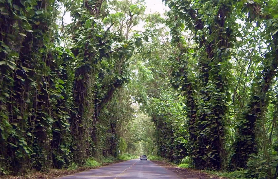 ツリートンネル