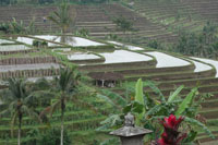 魅惑のバリ島・世界遺産と優雅なリゾートを愉しむ3日間の旅 第14回