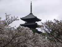 風雅な国宝と桜の競演　仁和寺・平野神社 第40回