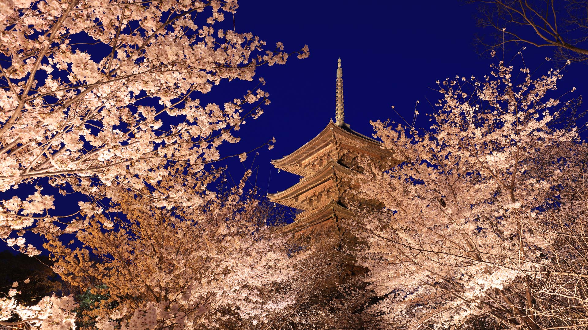 毎年恒例！『京都夜桜生中継2024～世界遺産東寺を堪能する夜～』3月27日（水）よる7時00分放送！